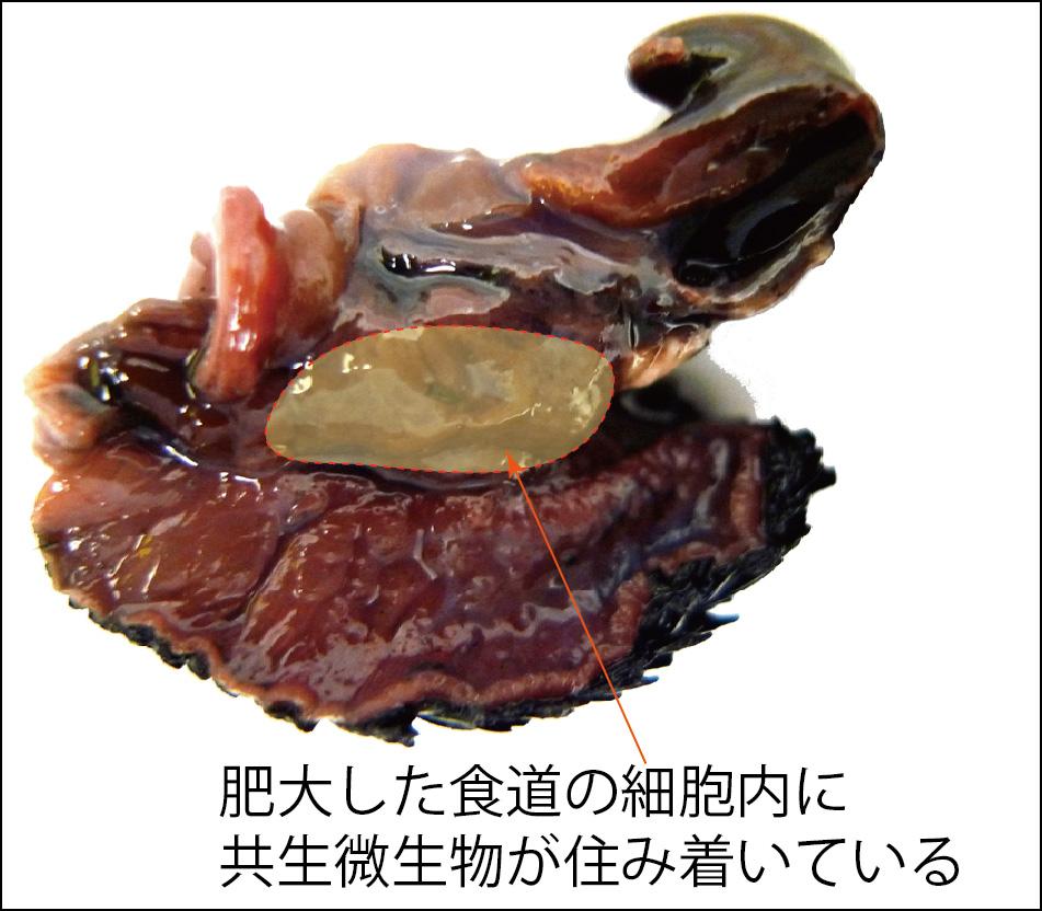 Scaly-Foot